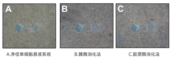 顯微鏡下觀察不同處理方法的細胞形態.png